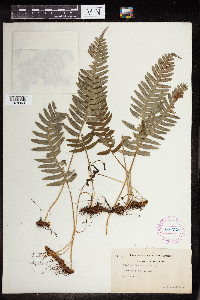 Polypodium virginianum image