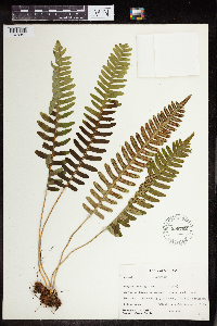Polypodium virginianum image