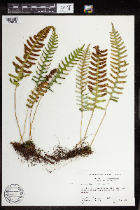 Polypodium virginianum image