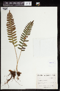 Polypodium virginianum image