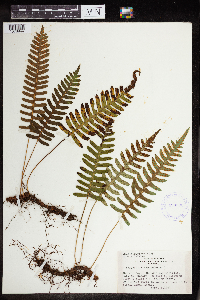 Polypodium virginianum image