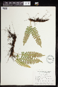 Polypodium virginianum image