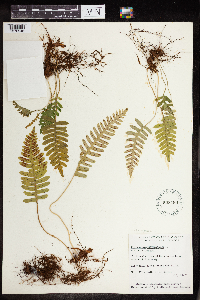 Polypodium virginianum image