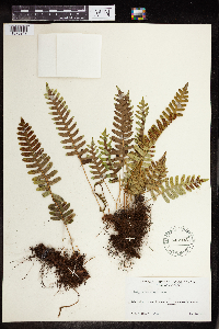 Polypodium virginianum image