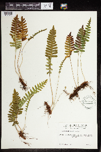 Polypodium virginianum image