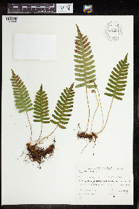 Polypodium virginianum image