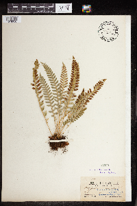 Polypodium virginianum image