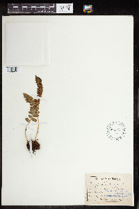 Polypodium virginianum image