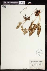 Polypodium virginianum image