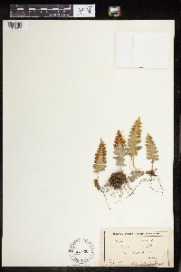 Polypodium virginianum image