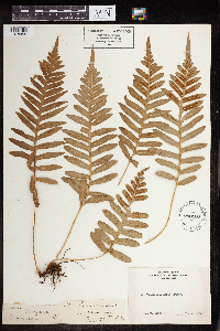 Polypodium virginianum image