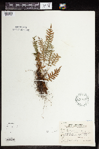 Polypodium virginianum image