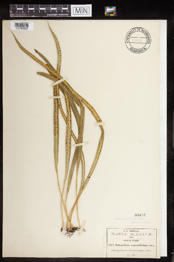 Polypodium angustifolium image