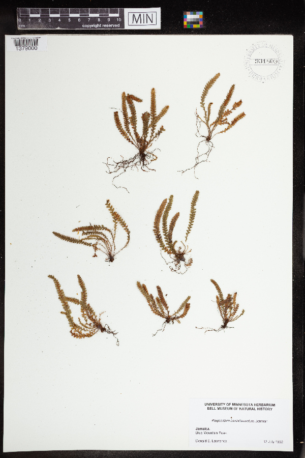 Polypodium basiattenuatum image