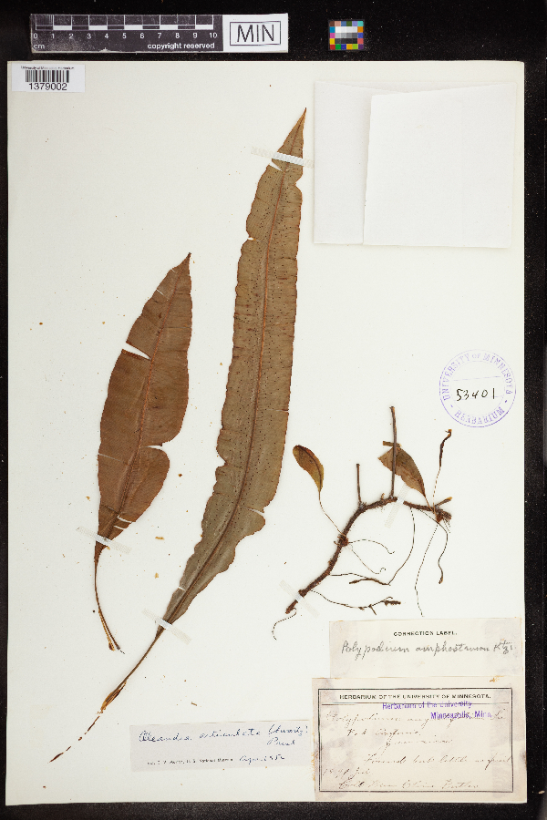 Polypodium articulatum image