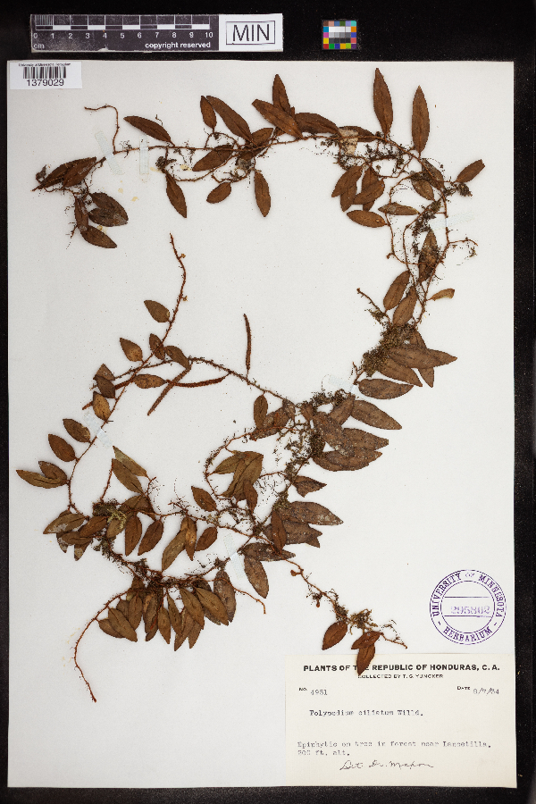 Polypodium ciliatum image