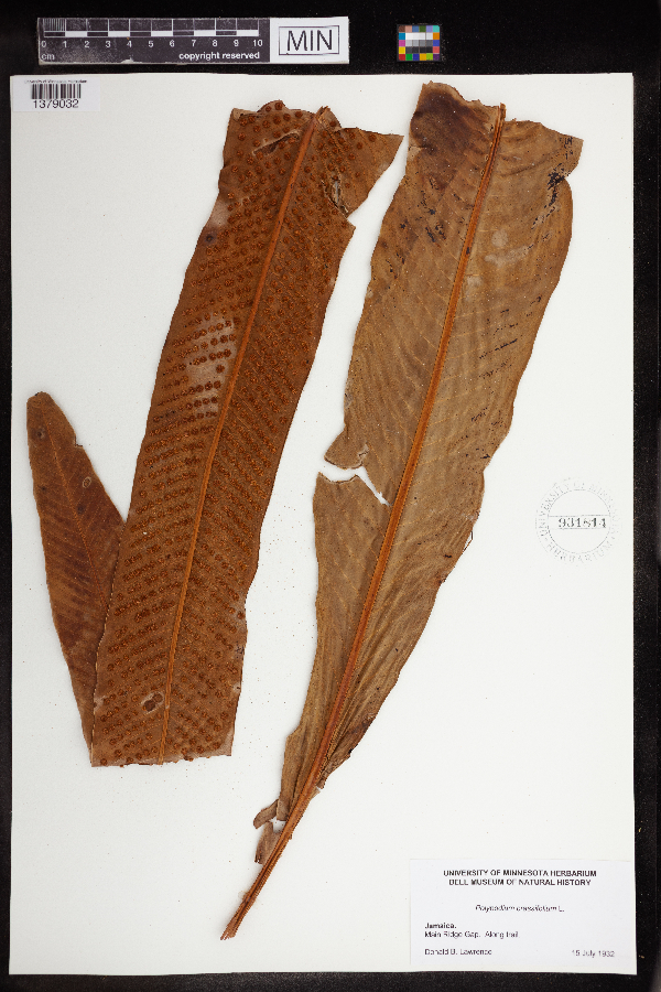 Polypodium crassifolium image