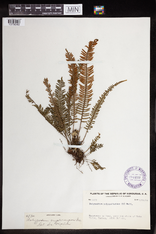 Pleopeltis cryptocarpos image