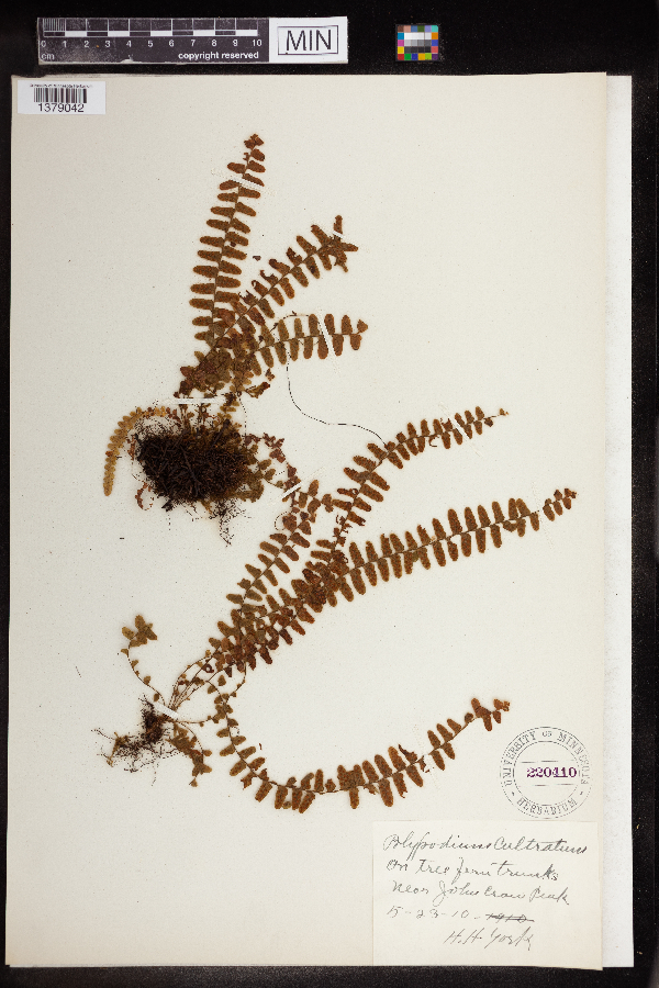Polypodium cultratum image
