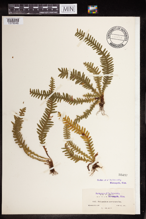 Polypodium curvatum image