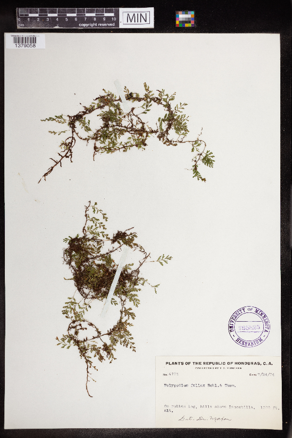 Polypodium fallax image