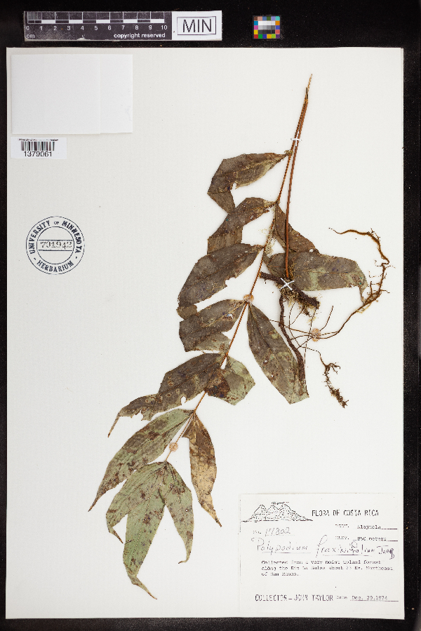 Polypodium fraxinifolium image