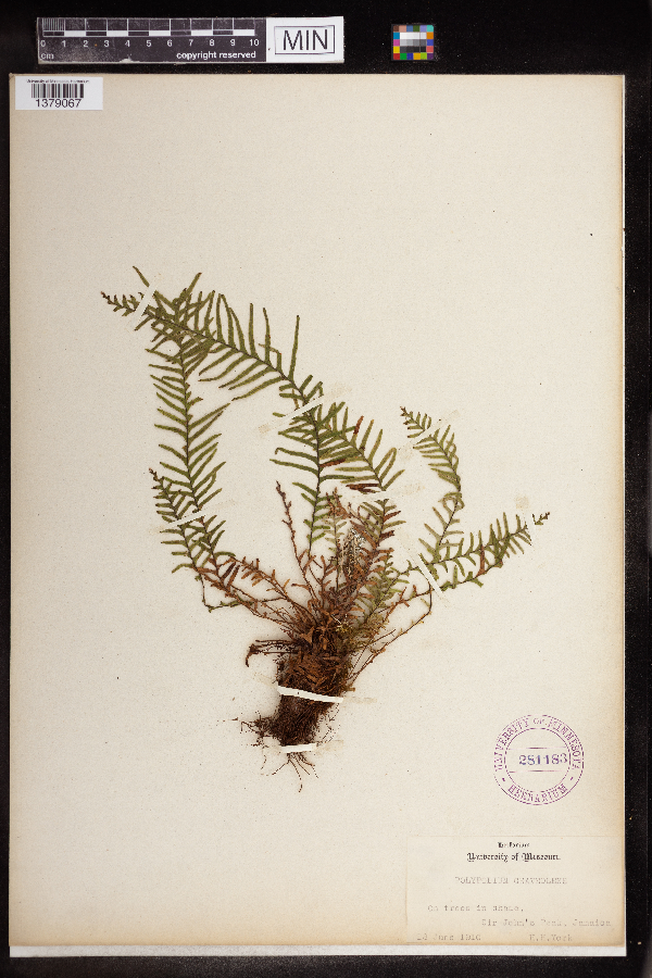 Polypodium graveolens image
