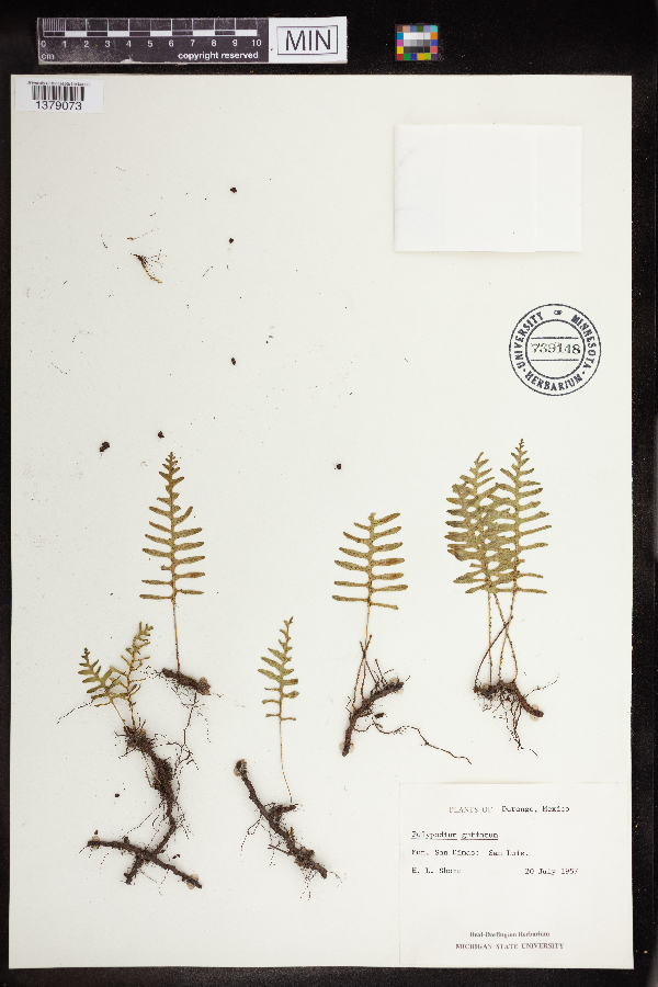 Polypodium guttatum image