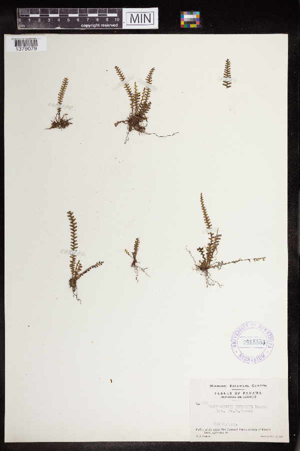 Polypodium induens image