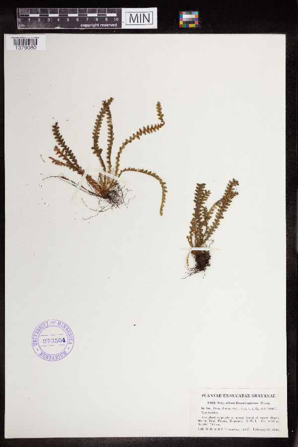 Polypodium knowltoniorum image
