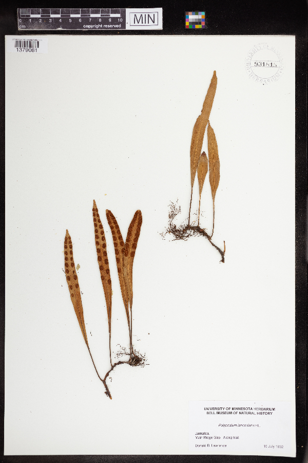 Polypodium lanceolatum image
