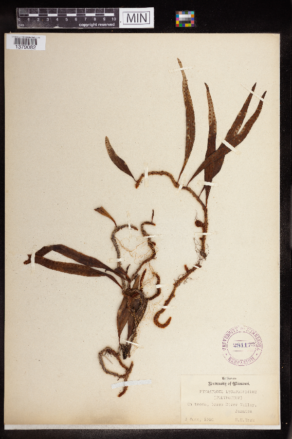 Polypodium lycopodioides image