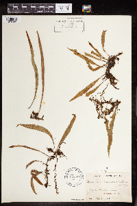 Polypodium lanceolatum image