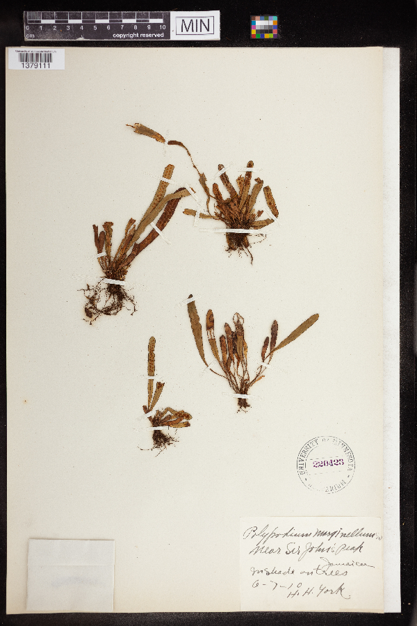 Polypodium marginellum image