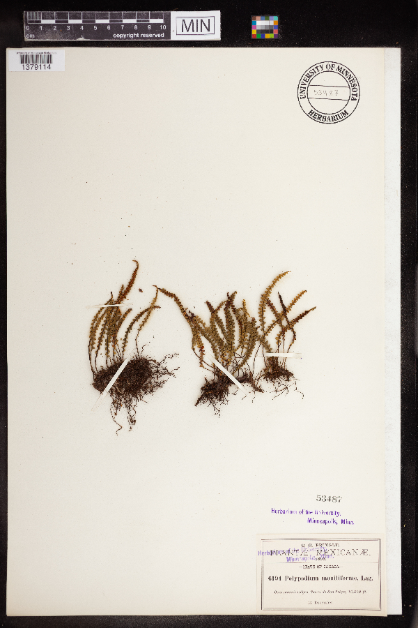 Polypodium moniliforme image