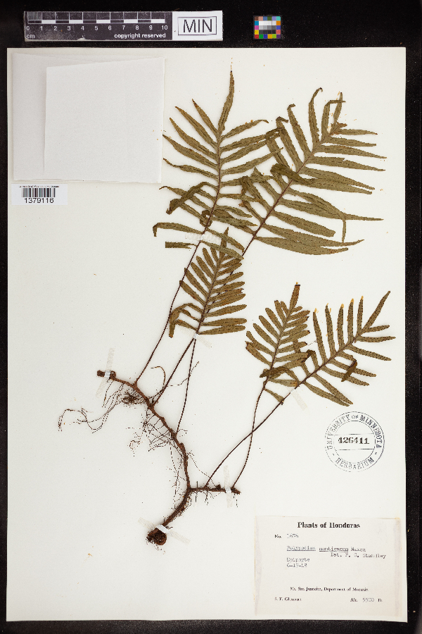 Polypodium montigenum image