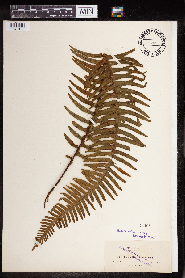 Polypodium pectinatum image