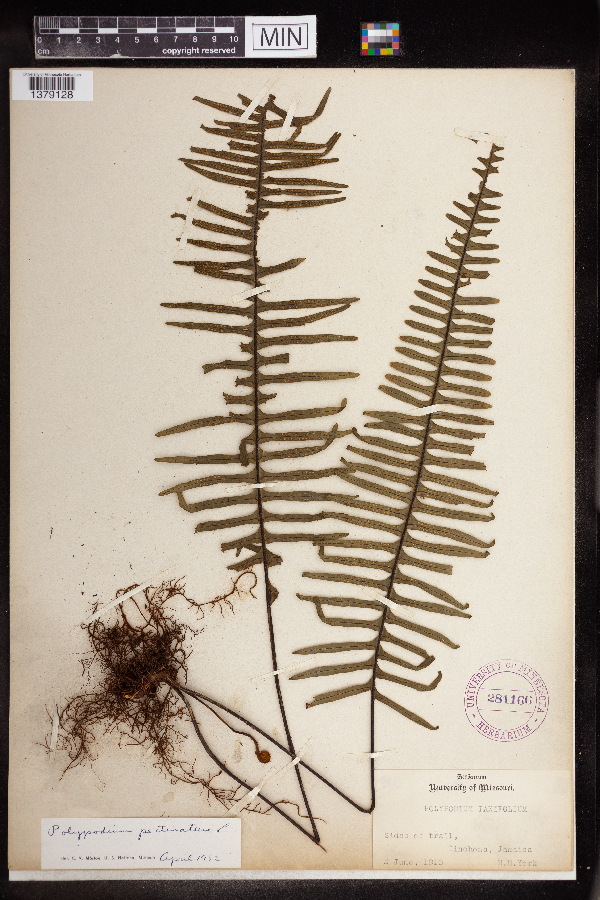 Polypodium taxifolium image