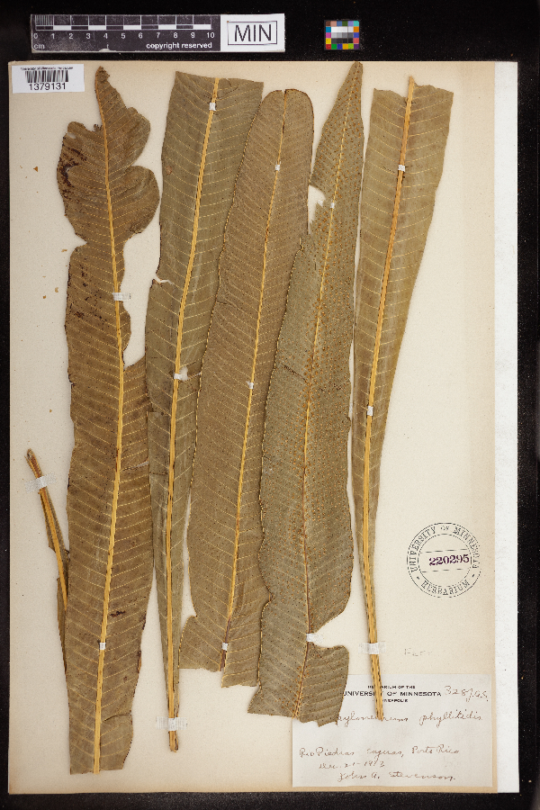 Polypodium phyllitidis image