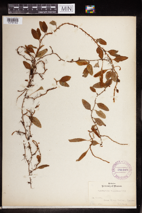 Polypodium piloselloides image