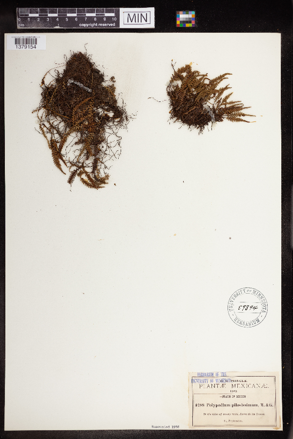 Polypodium pilosissimum image