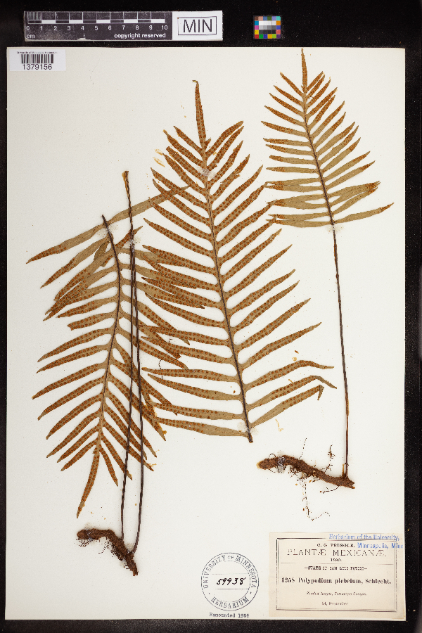Polypodium plebeium image