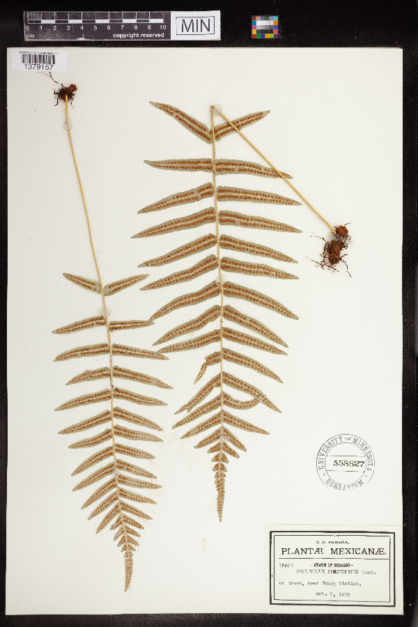 Polypodium plectolepis image