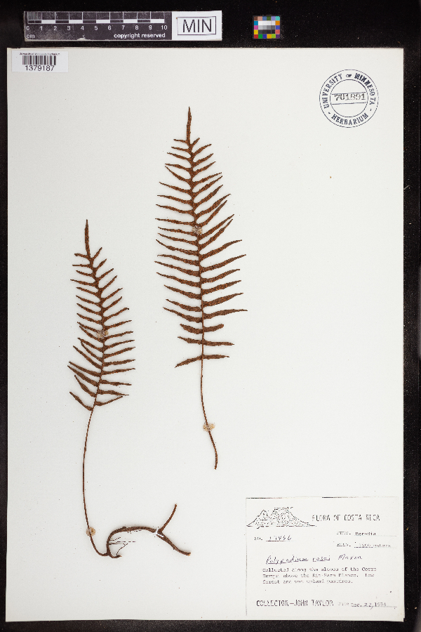 Polypodium rosei image