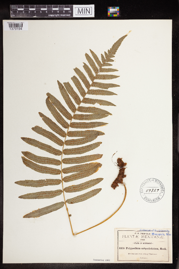 Polypodium subpetiolatum image