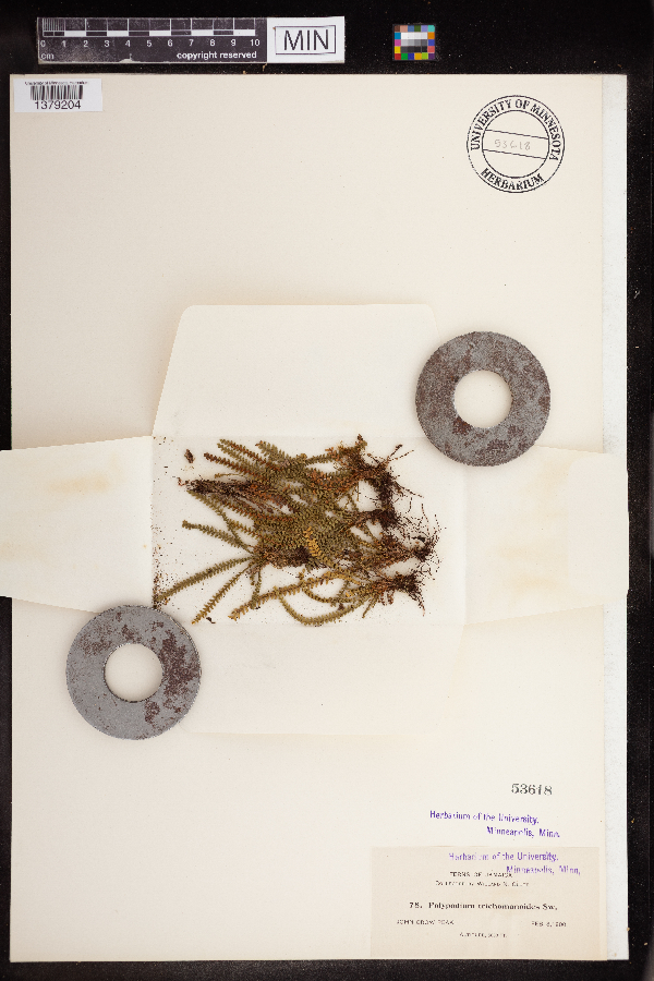 Polypodium trichomanoides image