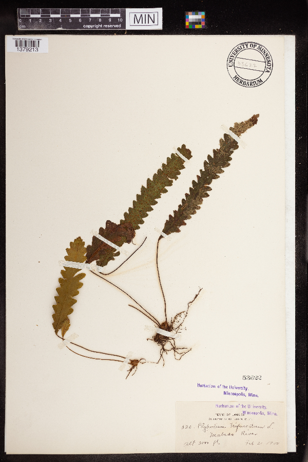 Polypodium trifurcatum image