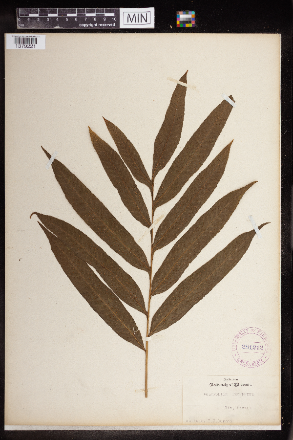 Polypodium decurrens image