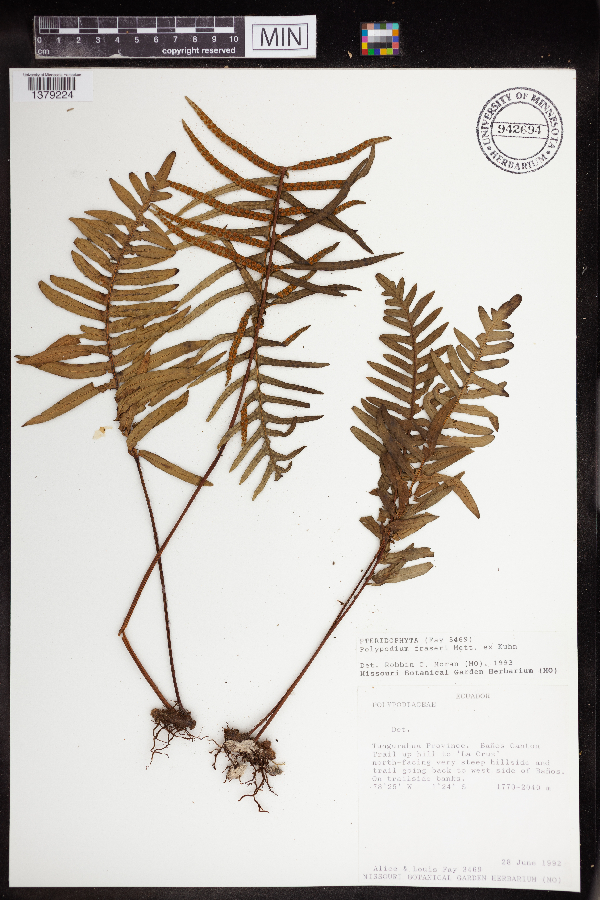 Polypodium fraseri image