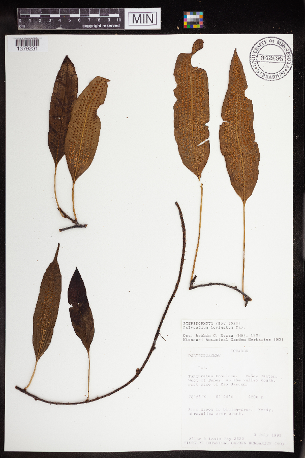 Polypodium levigatum image